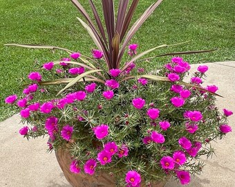 Semi Di Rosa Muschio (Portulaca Grandiflora) - 10.000 Semi Premium Per Giardino Fiorito - Foto 12