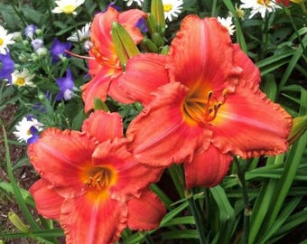 Lírio-de-um-dia dos Mares do Sul, Hemerocallis, flor bulbosa perene de floração repetida e multiplicação