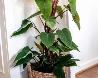 フィロデンドロン レッド エメラルド (Philodendron Erubescens)、1