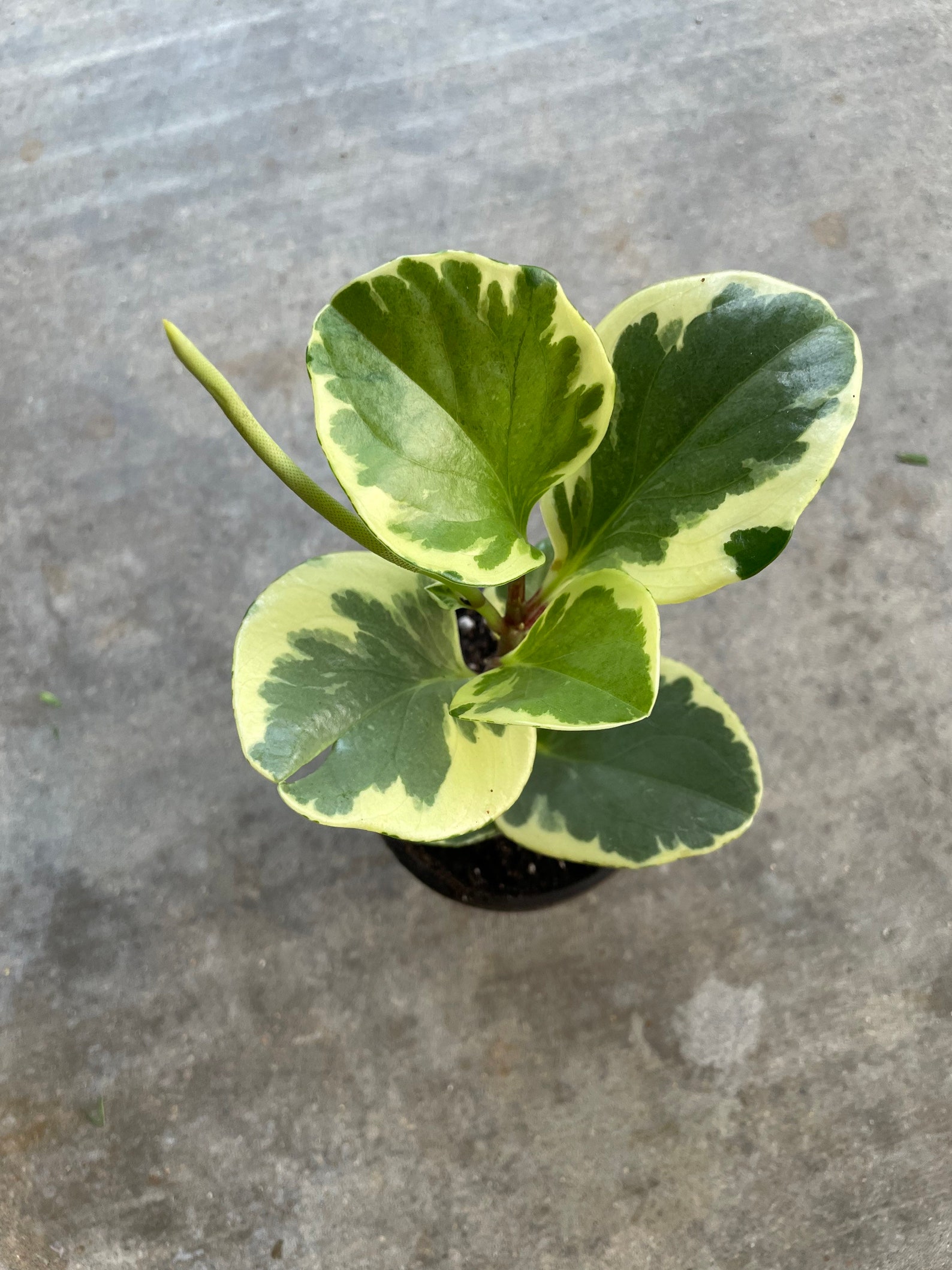 Rare Variegated Baby Rubber Plant Peperomia Obtusifolia LIVE Etsy