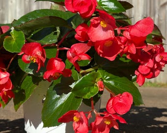 Angel-Wing Begonia Red (Begonia x hybrida) Tropical Container Hanging Plant 4” pot