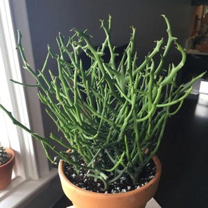 May include: A pencil cactus plant with numerous thin, green, branching stems growing upward. The plant is potted in a round, terracotta-colored clay pot filled with dark potting soil mixed with small white perlite particles for drainage.