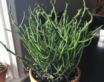 Euphorbia Briar Patch Hybrid Euphorbia tirucalli stenoclada Easy Full Sun Plant Cactus Succulent Low Maintenance