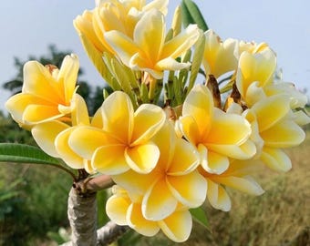 Yellow Plumeria Cutting, Frangipani Tree, Hawaiian Flower, Tropical