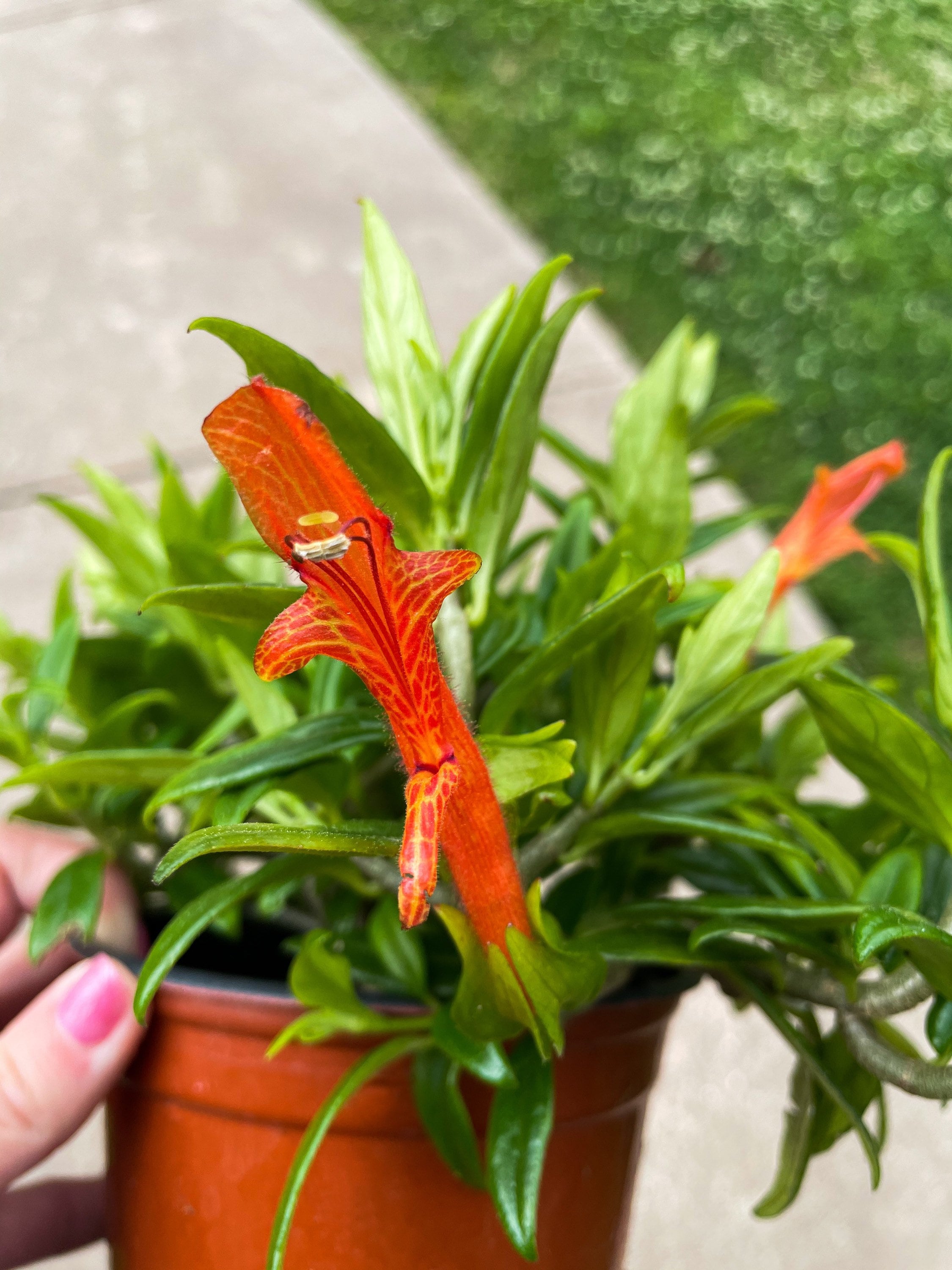 Goldfish Plant