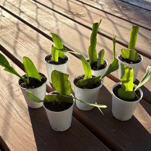 Queen of the Night Cactus, Rooted Epiphyllum Oxypetalum Cereus, Night Blooming Succulent image 10