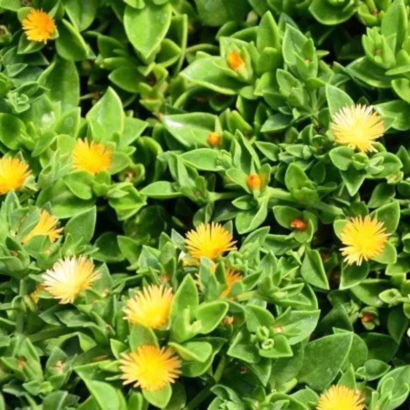 Yellow Baby Sun Rose Ice Plant, Red Apple, Mesembryanthemum Cordifolium, Aptenia Blooming Succulent