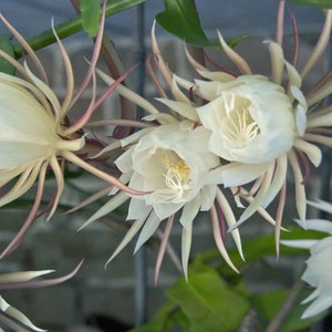 Queen of the Night Cactus, Rooted Epiphyllum Oxypetalum Cereus, Night Blooming Succulent image 2