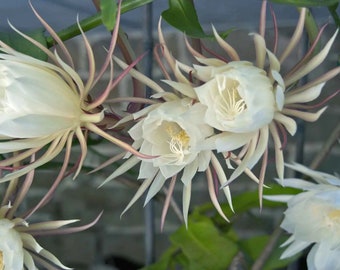 Königin der Nacht Kaktus, 2tlg. Verwurzelter Epiphyllum Oxypetalum Cereus, Nachtblühender Sukkulente