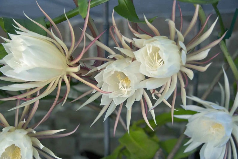 Queen of the Night Cactus, Rooted Epiphyllum Oxypetalum Cereus, Night Blooming Succulent image 2