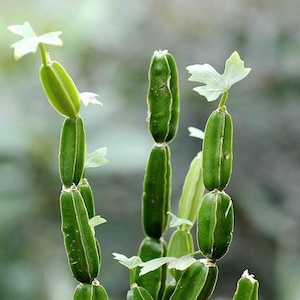 Ogórek Kaktus, Diabelski Kręgosłup, Adamant Creeper, Pirandai, Veldt Winogrono, Cissus Quandrangularis, C. Cactifolia Vitaceae, Roślina Startowa