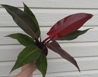 Philodendron Red Sun, Rare Aroid House Plant, Tropical Climbing