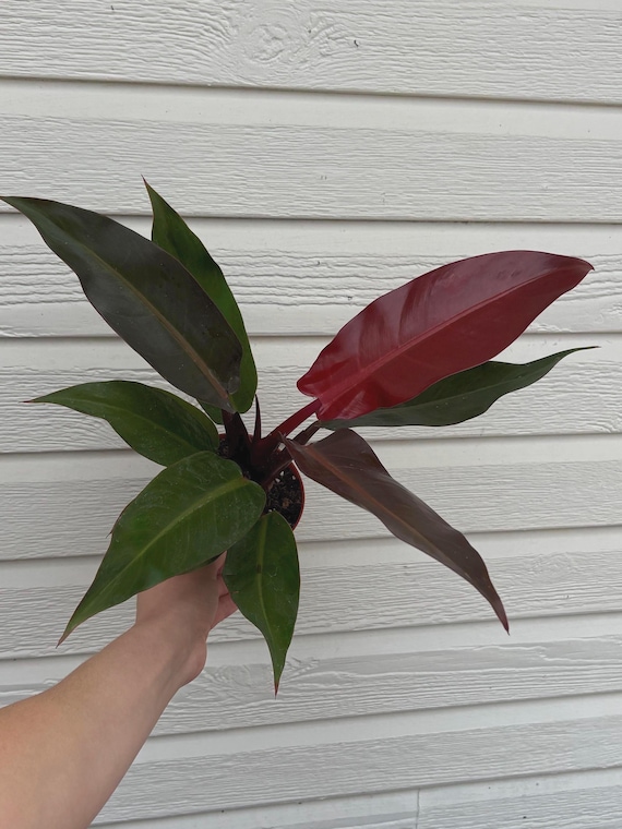 Philodendron Red Sun, Rare Aroid House Plant, Tropical Climbing - Etsy