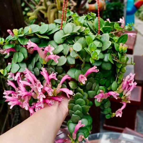 Rare Pink Lipstick Plant, Aeschynanthus Radicans, ‘Thai Pink’ Lipstick Starter Plant.