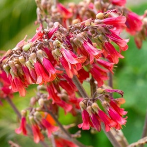 Alligator Kaktus, Mutter von Tausenden / Millionen, verwurzelter Kalanchoe Sukkulent, Lebende Pflanze, volle Sonne, Kalanchoe Daigremontiana