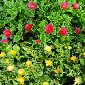 Yellow & Pink Baby Sun Rose, Ice Plant, Red Apple, Mesembryanthemum Cordifolium, Aptenia, Succulent Moss