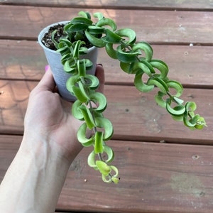 Twisted Curly Lipstick Plant Aeschynanthus 'Rasta', Live Succulent, House Plant 5oz cup