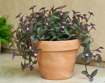 Tradescantia Pallida Blue Sue Green Wandering Jew Dude Purple Heart Spiderwart