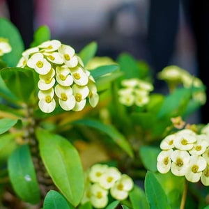 kaffeepflanze helle blätter Kaffeepflanze in weißem Blumentopf - Coffea arabica