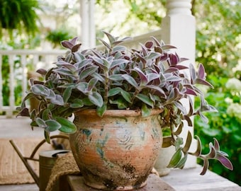 Tradescantia Pale Puma Fuzzy Wandering Jew Dude Purple Heart Spiderwart