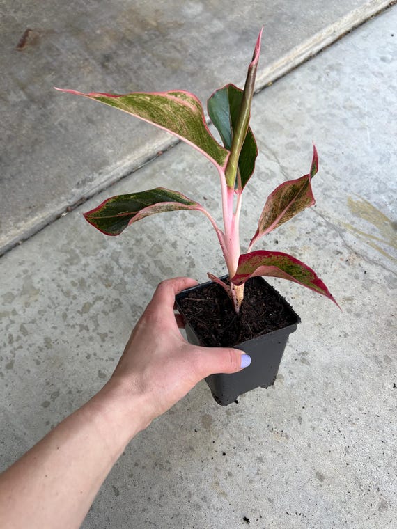 Aglaonema 'siam Aurora' Chinese Evergreen Red Pink Houseplant