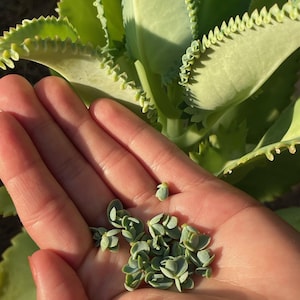 Mexikansk hatt Suckulent, Kalanchoe, Tusentals moder, Miljontals moder, Dräktig växt, Rotad, Full sol 10 Seedlings