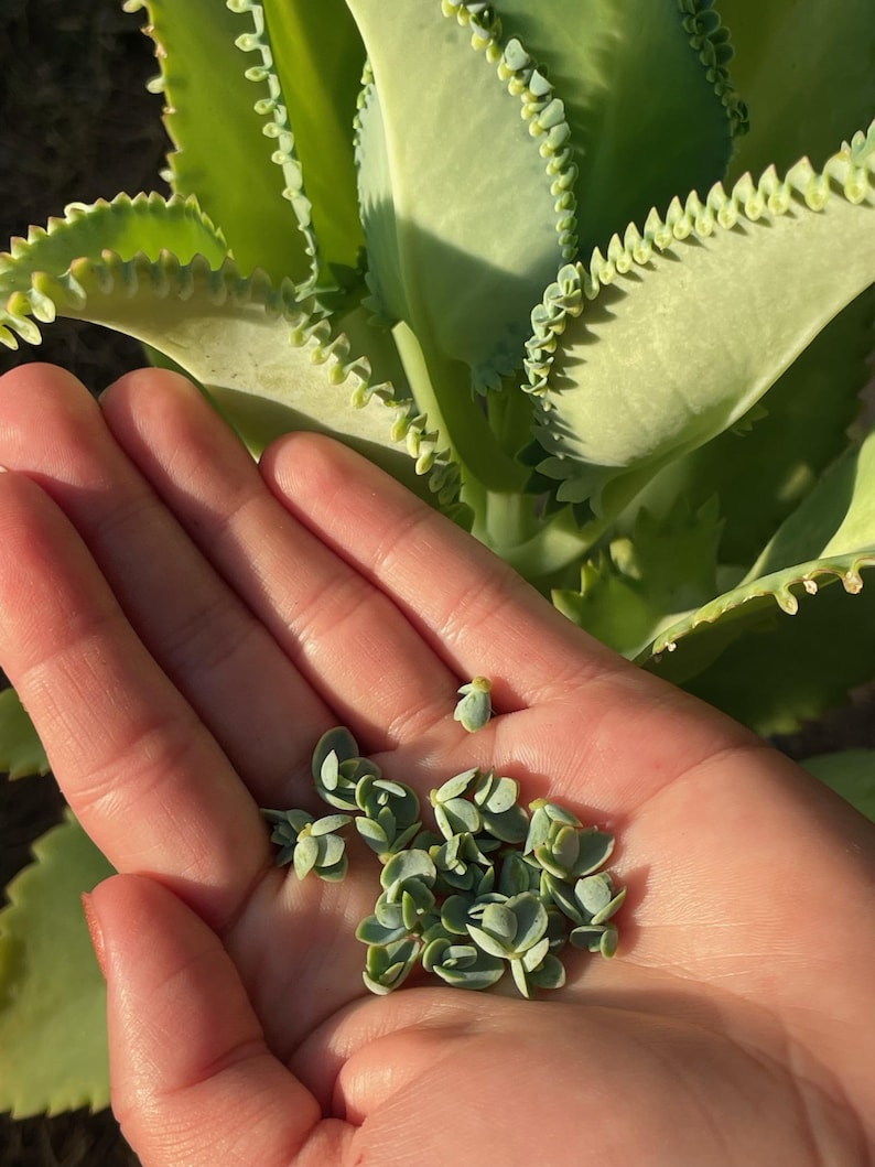 Mexikansk hatt Suckulent, Kalanchoe, Tusentals moder, Miljontals moder, Dräktig växt, Rotad, Full sol 10 Seedlings