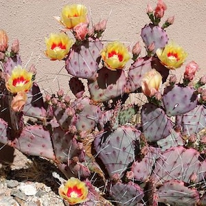 Optuntia Santa Rita Prickly Pear Cactus, Purple Cactus Yellow Blooms