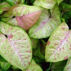 Syngonium Confetti, Pink House Plant, Vining Arrowhead Ivy, Rooted, Rare Tropical Aroid, Hanging, 4” Pot