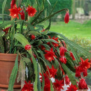 Roter Epiphyllum Kaktus, Orchideen-Kaktus, lebende verwurzelte Zimmerpflanze, hängend, blühend, sukkulent