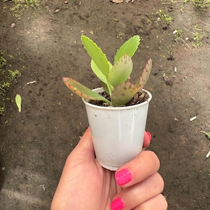 Mexikansk hatt Suckulent, Kalanchoe, Tusentals moder, Miljontals moder, Dräktig växt, Rotad, Full sol small