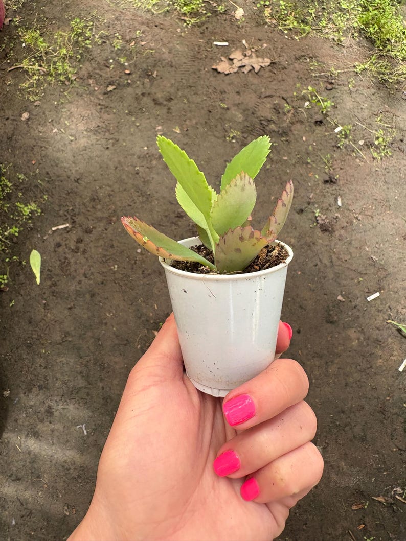 Mexikansk hatt Suckulent, Kalanchoe, Tusentals moder, Miljontals moder, Dräktig växt, Rotad, Full sol small