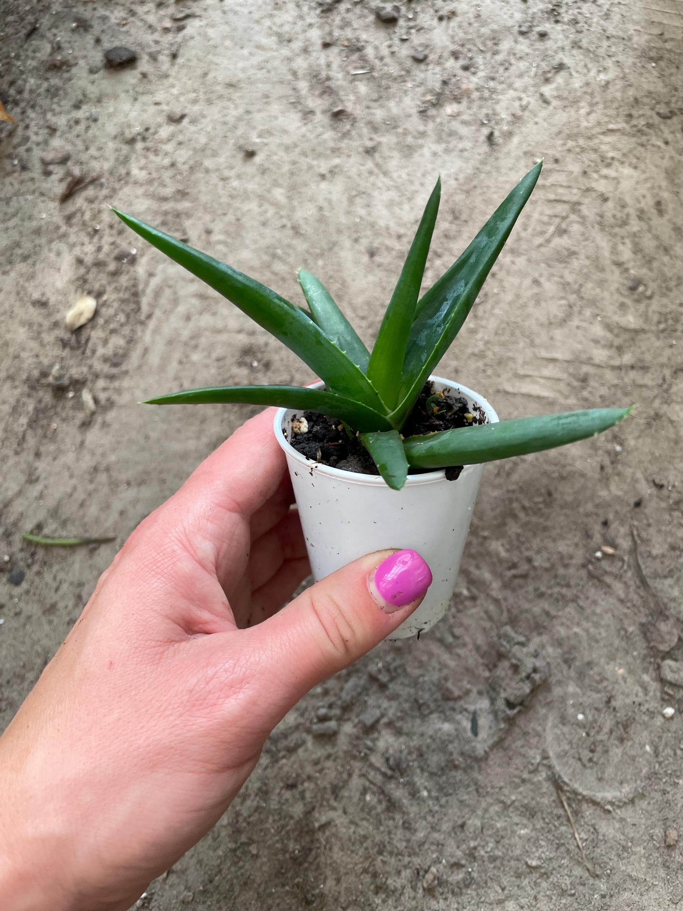 生きた根付いたアロエ「ブラックジェム」、アルワーシア、アロエベラ