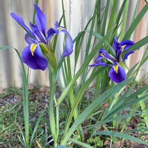 May include: Two vibrant purple iris flowers with prominent yellow accents on the lower petals. The blooms are supported by slender green stems and surrounded by long, pointed, blade-like green leaves that extend upward from the base.
