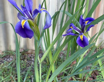 Purple Blue Louisiana Flag Iris, 2 Rhizomes, Multiplying Perennial