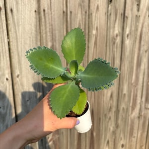 Mexikansk hatt Suckulent, Kalanchoe, Tusentals moder, Miljontals moder, Dräktig växt, Rotad, Full sol bild 8