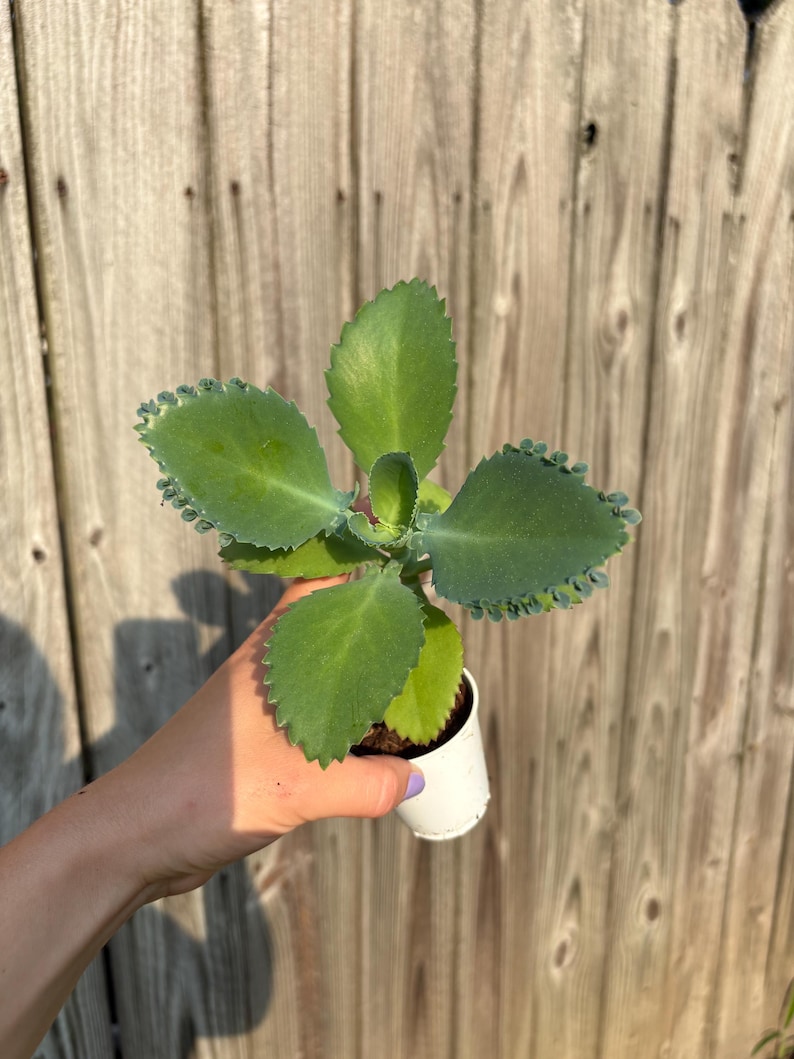 Mexikansk hatt Suckulent, Kalanchoe, Tusentals moder, Miljontals moder, Dräktig växt, Rotad, Full sol bild 8