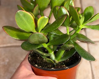 Crassula Ovata Sunset Jade Plant, Succulent Tree, Money Tree