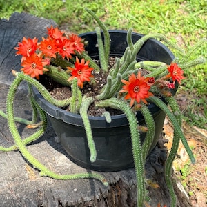 Ukorzeniony kaktus orzechowy, Echinopsis Chamaecereus, czerwono-pomarańczowy kwitnący kaktus