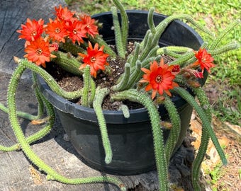 Cactus cacahuète enraciné, Echinopsis chamaecereus, cactus en fleurs rouge orangé
