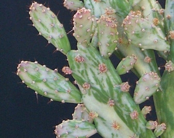 Opuntia monacantha variegata Variegated Joseph's Coat Cactus, rooted.