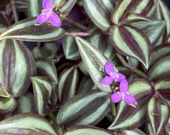 Tradescantia Zebrina, Silver Plus, Wandering Dude, Inch Plant, Purple House Plant