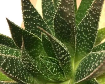 Gasteraloe Beguinii, hagedissentong, succulent met textuur, unieke aloëhybride