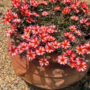 Portulaca Mega Pazzaz Tropical Twist, Moss Rose Purslane, Portulaca grandiflora, Red Coral Pink Striped