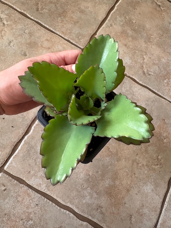 Mexican Hat Succulent, Kalanchoe, Mother of Thousands, Mother of Millions,  Pregnant Plant, Rooted, Full Sun - Etsy