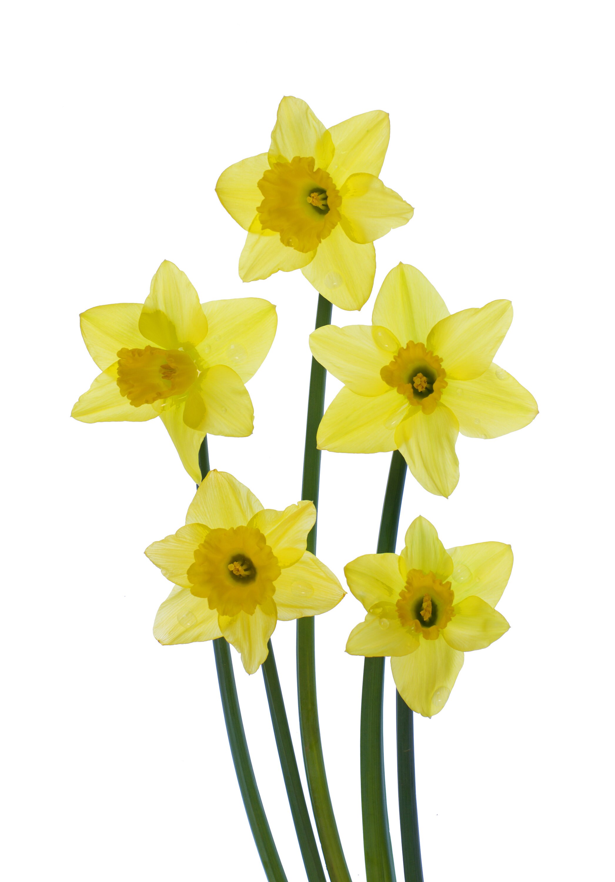 Flowerlets Notelets Thank You Cards Pack of 5 With Envelopes Daffodils ...