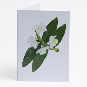 Florecitas - Notas - Tarjetas de agradecimiento - Paquete de 5 con sobres - Orquídea bambú - Interior en blanco - Venta exclusiva de AM Fine Art GB