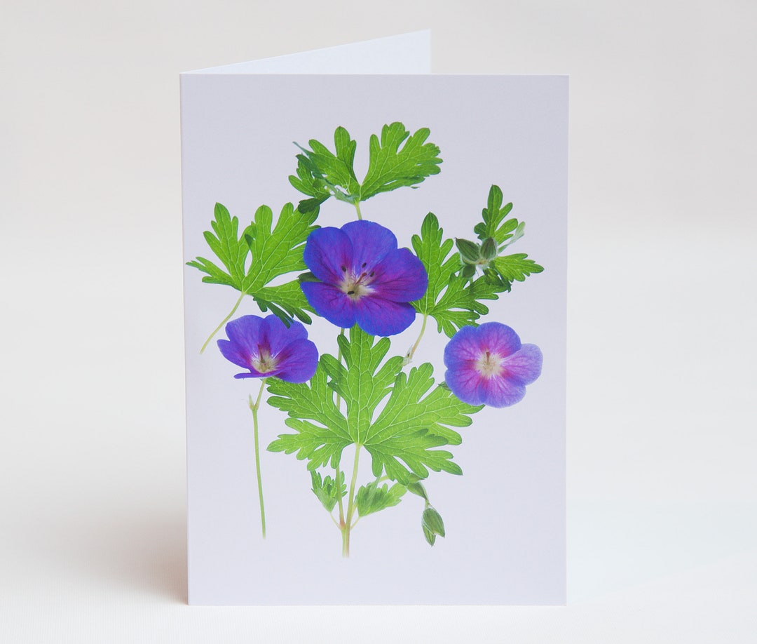 Geranium Flower Note Cards - Photographic Thank You Cards, Pack of 5 ...
