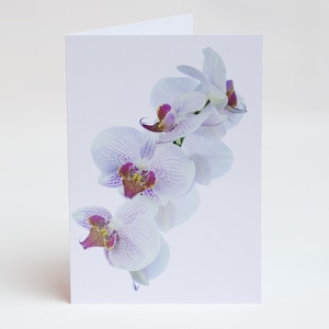 Florecitas - Notas - Tarjetas de agradecimiento - Paquete de 5 con sobres - Flores de orquídea - Interior en blanco - Vendido exclusivamente por AM Fine Art GB