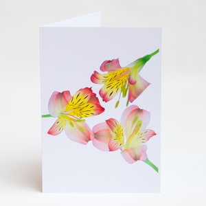 Florecitas - Notas - Tarjetas de agradecimiento - Paquete de 5 con sobres - Flor de alstroemeria - Interior en blanco - Vendido exclusivamente por AM Fine Art GB